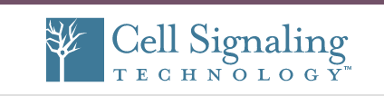 赛信通CST